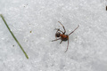 Formica rufa im Winter, Formica rufa im Schnee